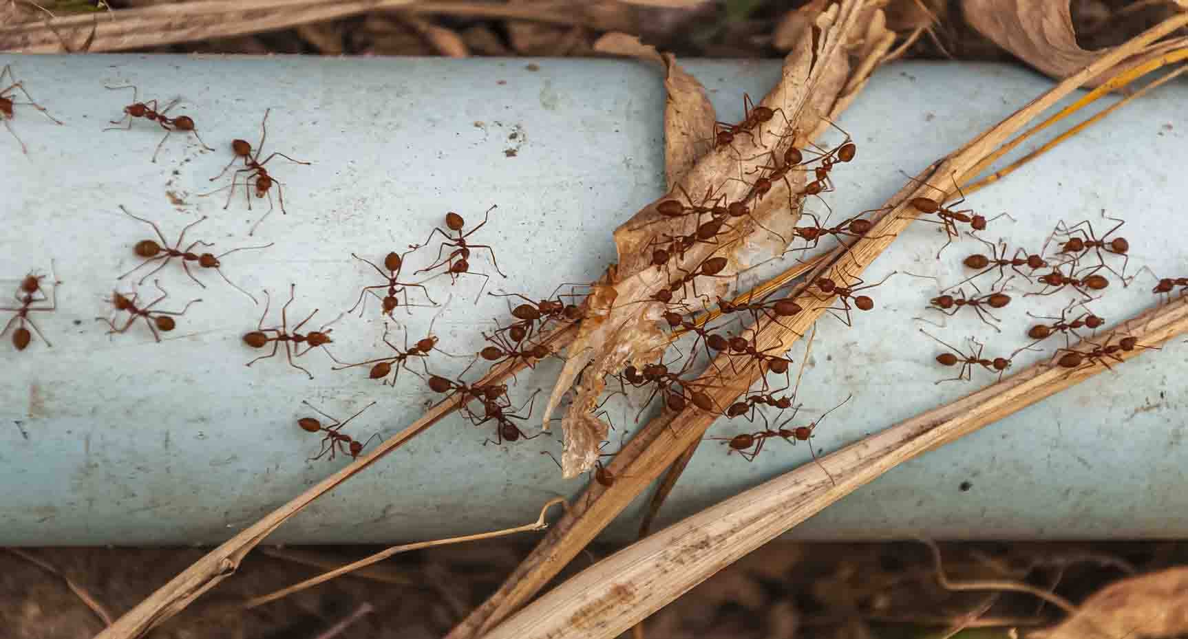 Ants