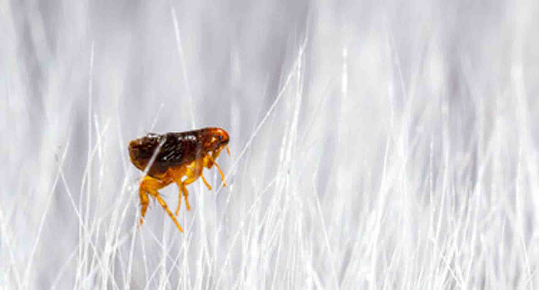 Fleas