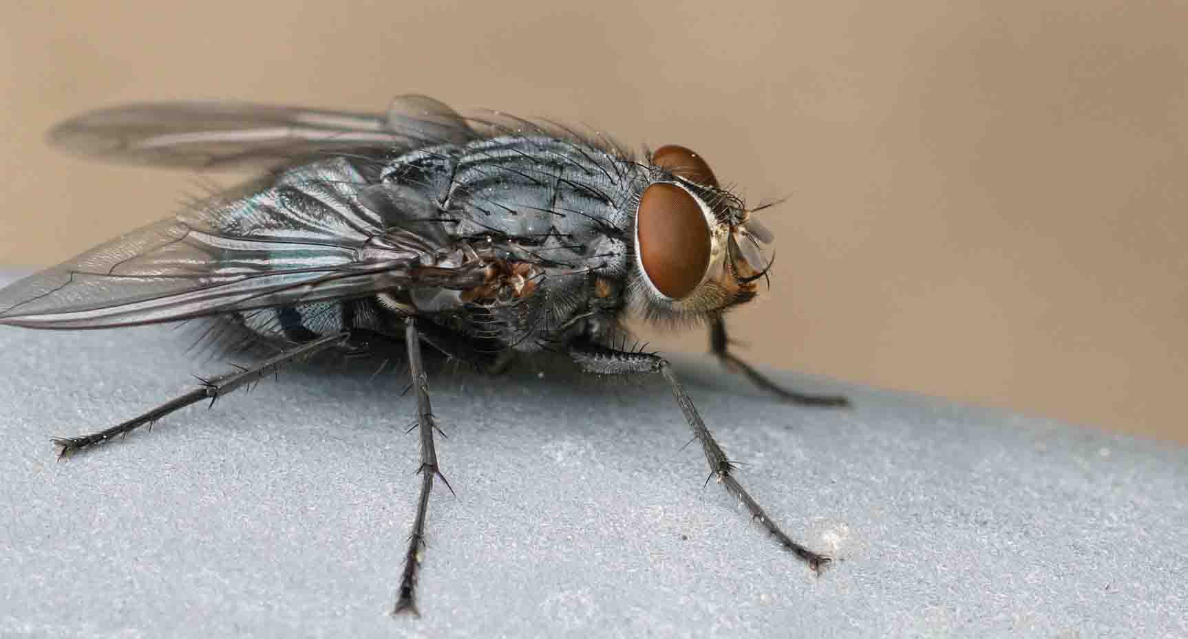 Flies