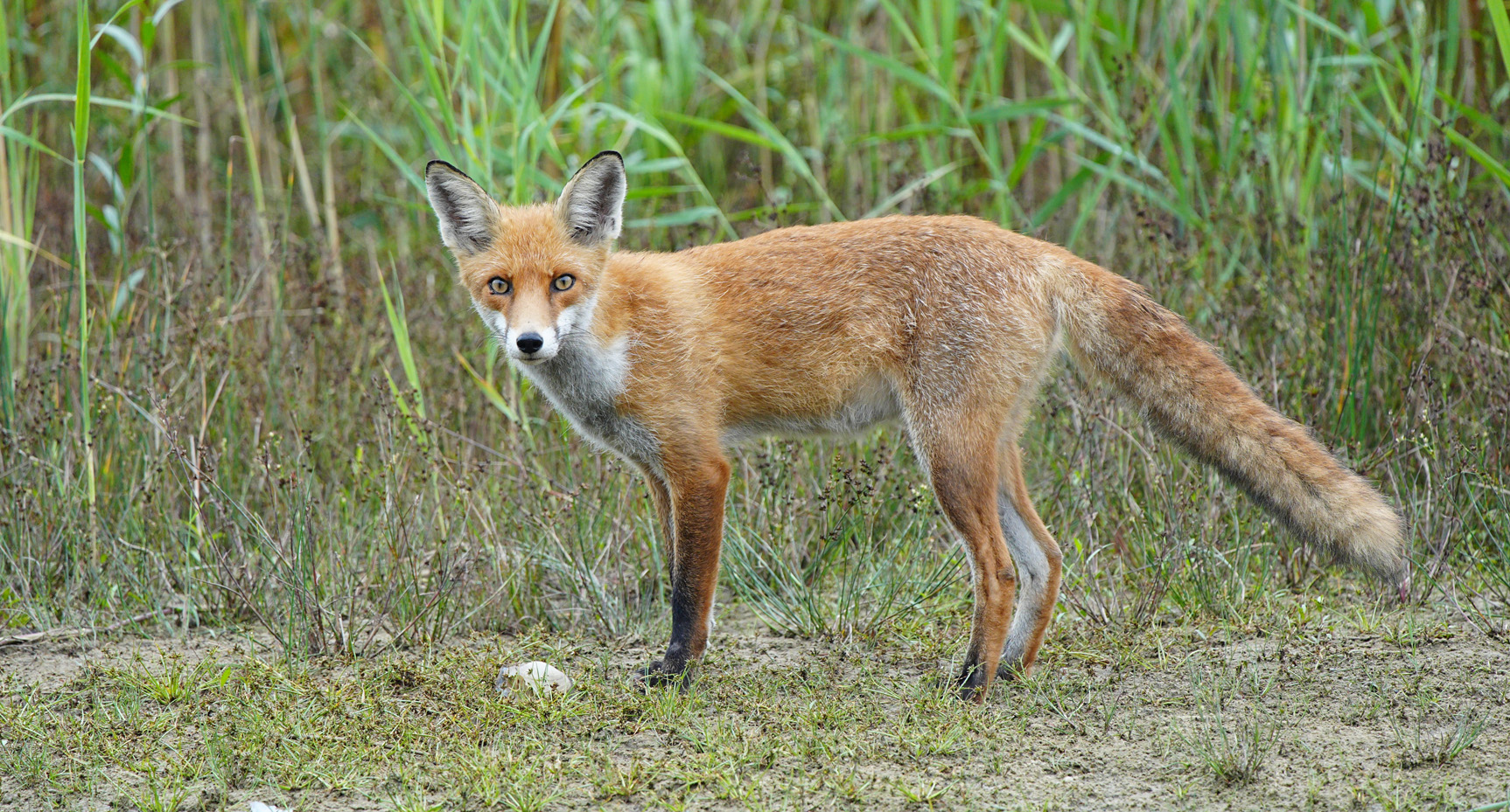 Fox Pest Control