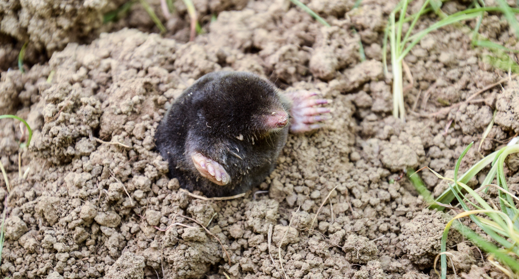 Mole Pest Control