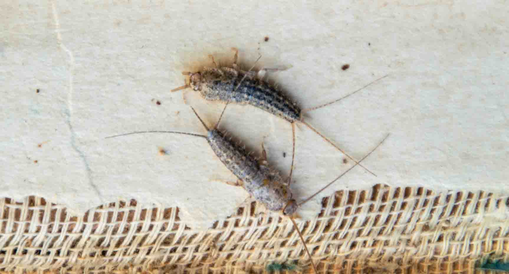 Silverfish