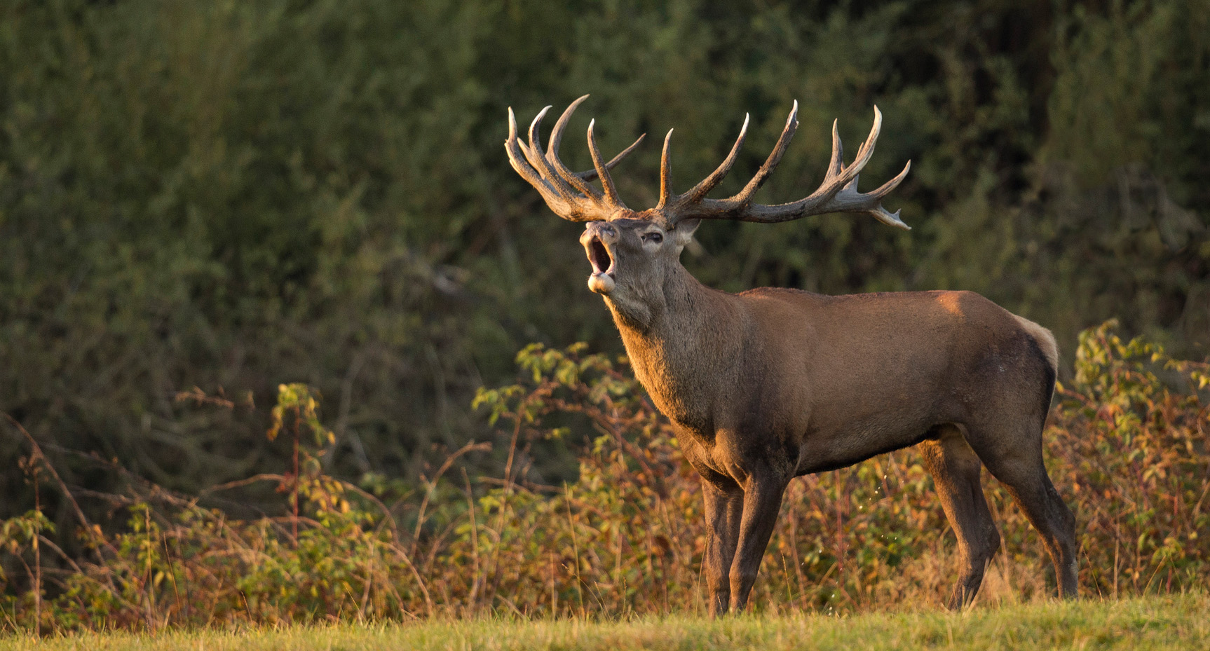 Deer Control
